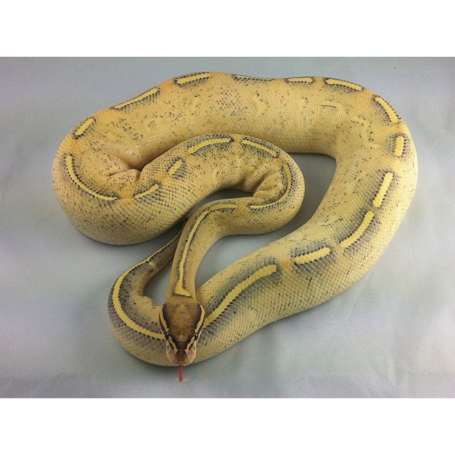 Python regius highway