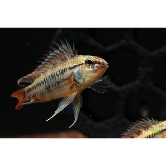 Apistogramma viejeta II