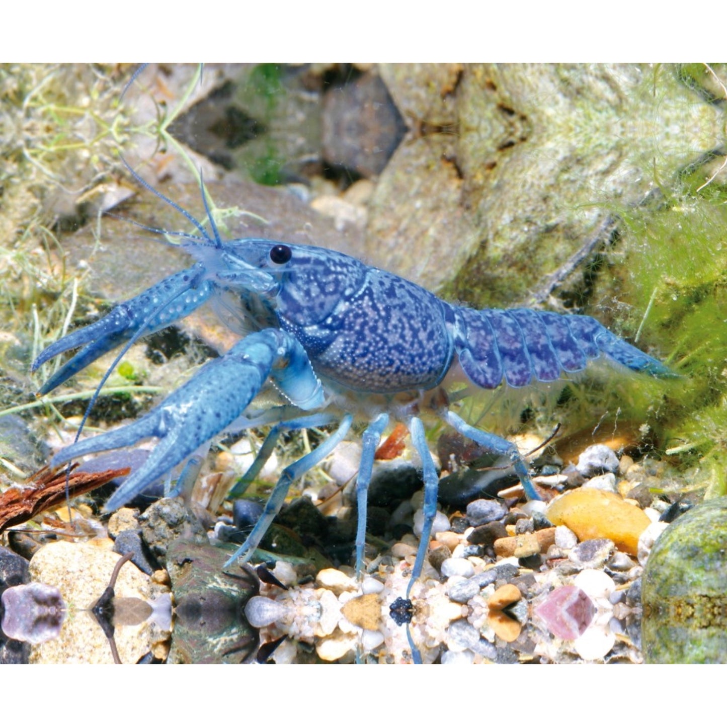 Cherax quadricarinatus blue