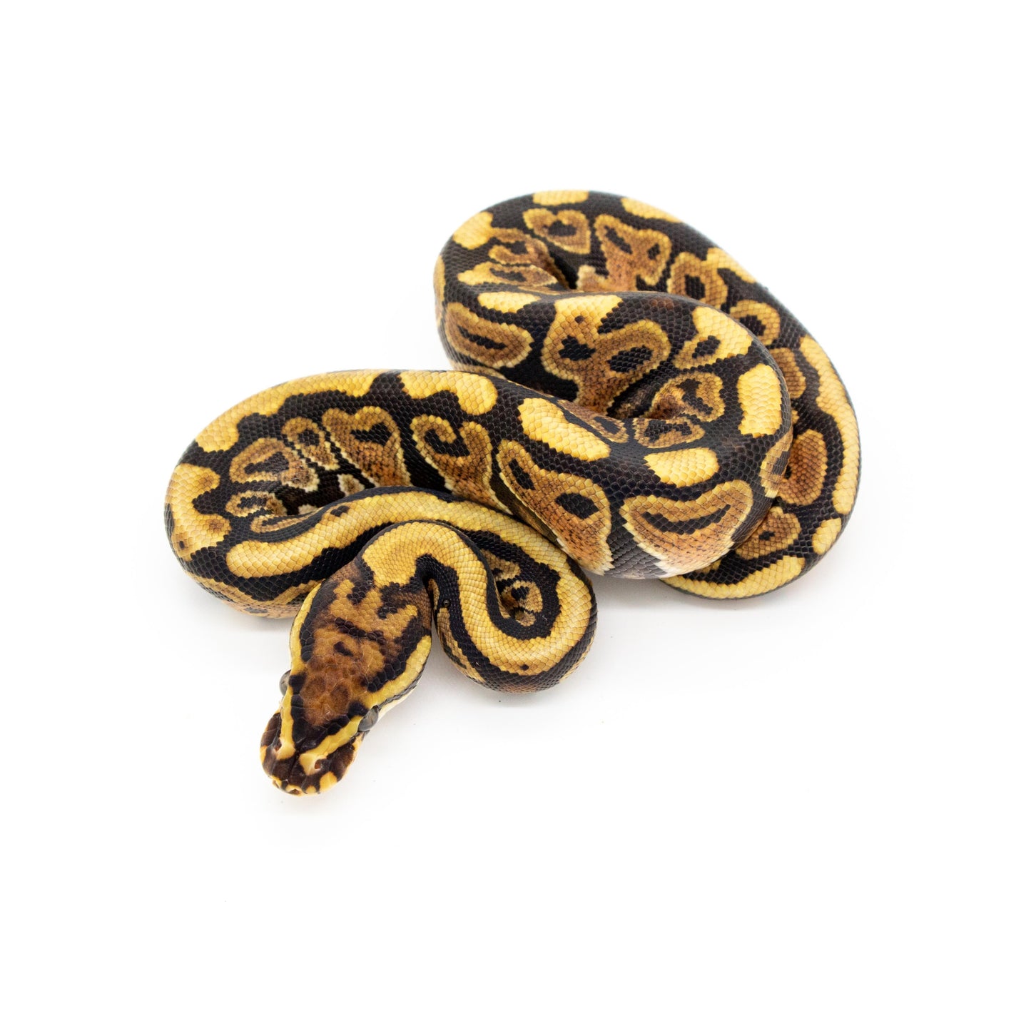 Python regius red stripe hey clown