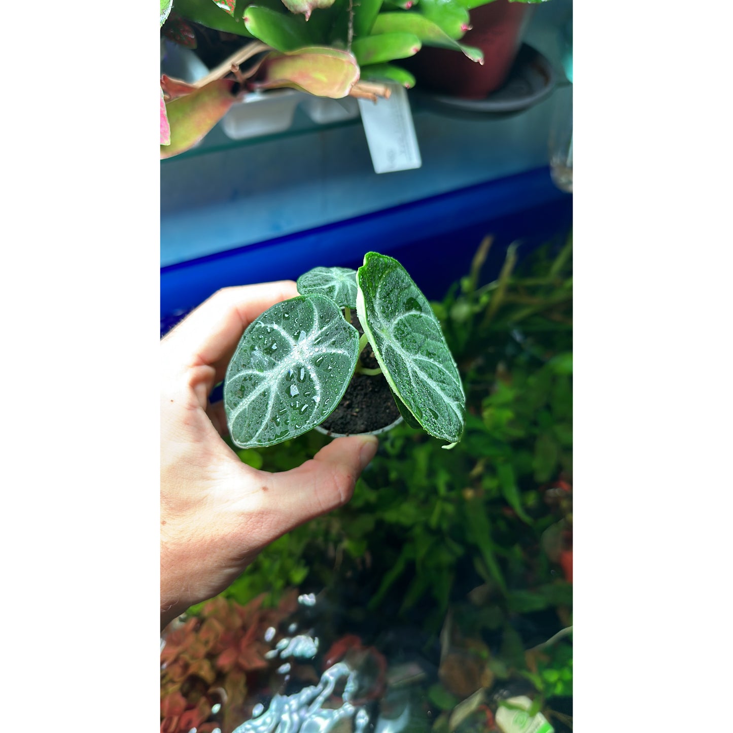 Alocasia “Dragon scale”