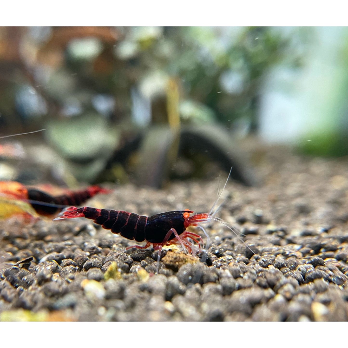 Caridina sp. Red Devil oe