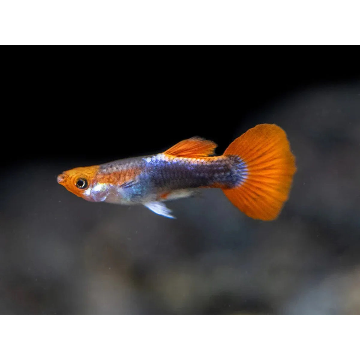 Poecilia reticulata (Guppy) female mix