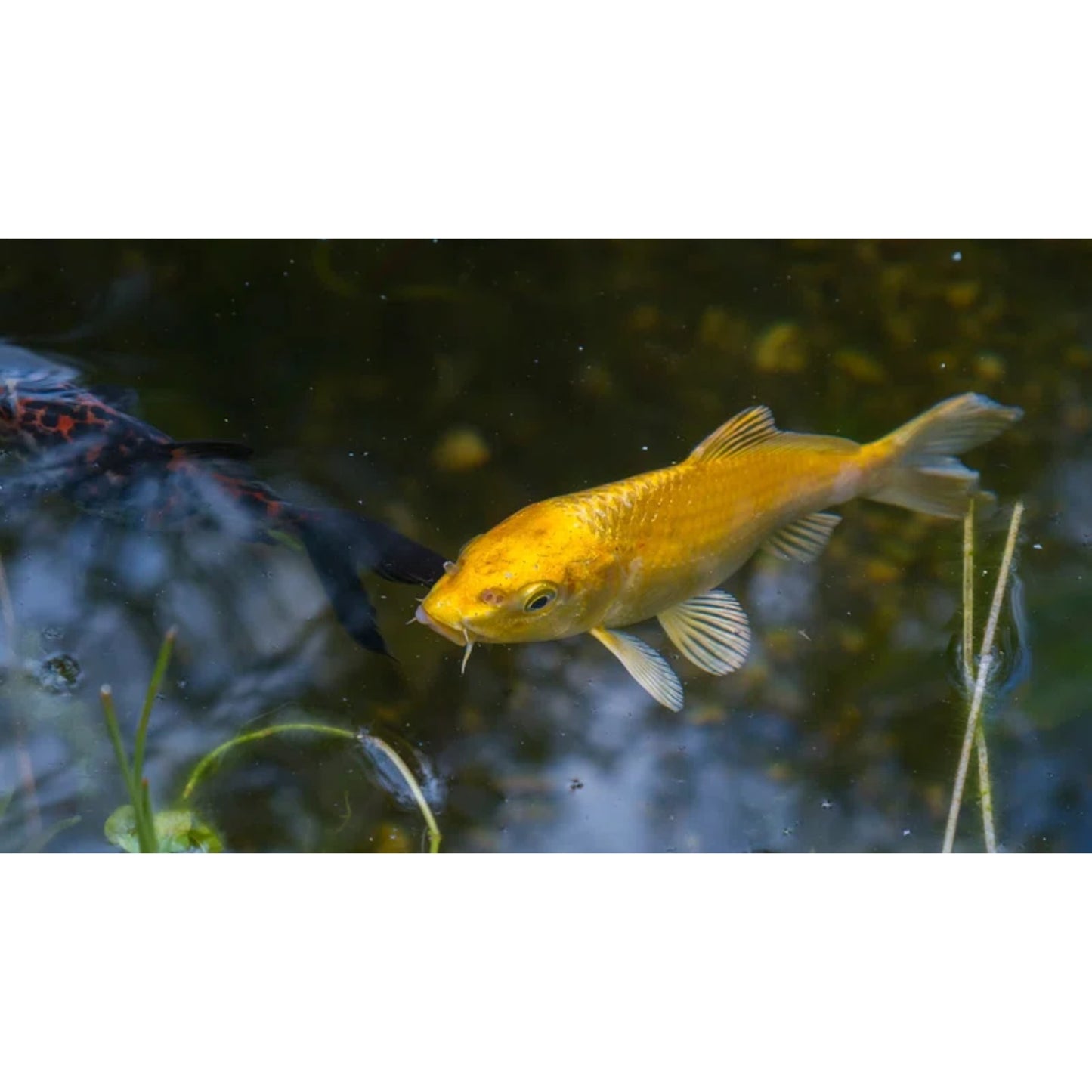 Cyprinus carpio Koi decorative mix