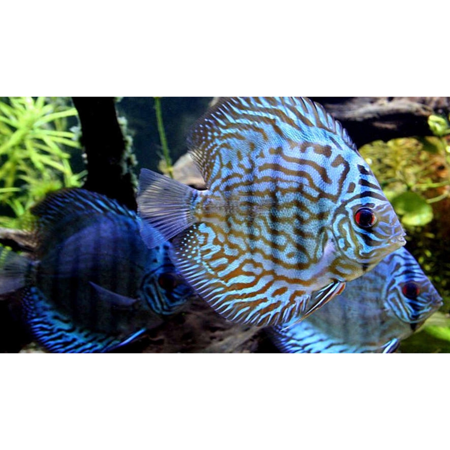 Symphysodon Discus Blue Turquoise