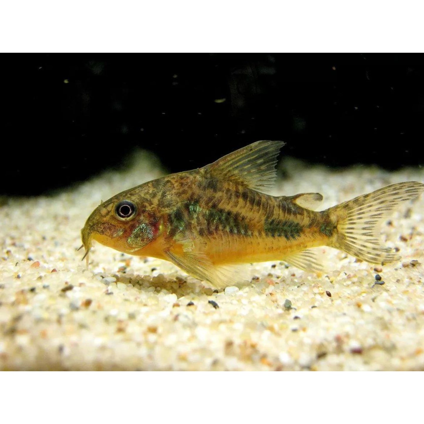 Corydoras paleatus