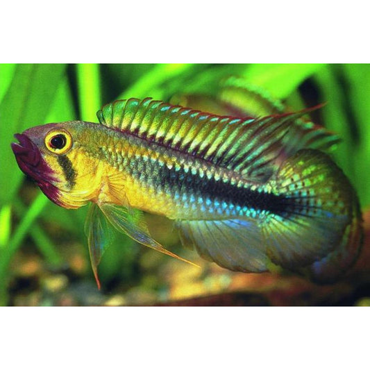 Apistogramma wihelmi