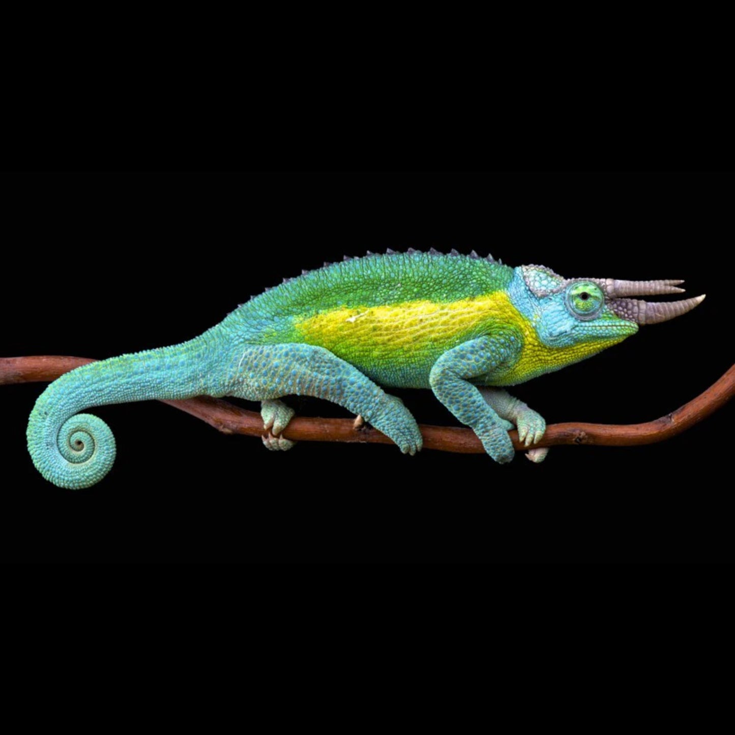 Trioceros jacksonii xantolophus
