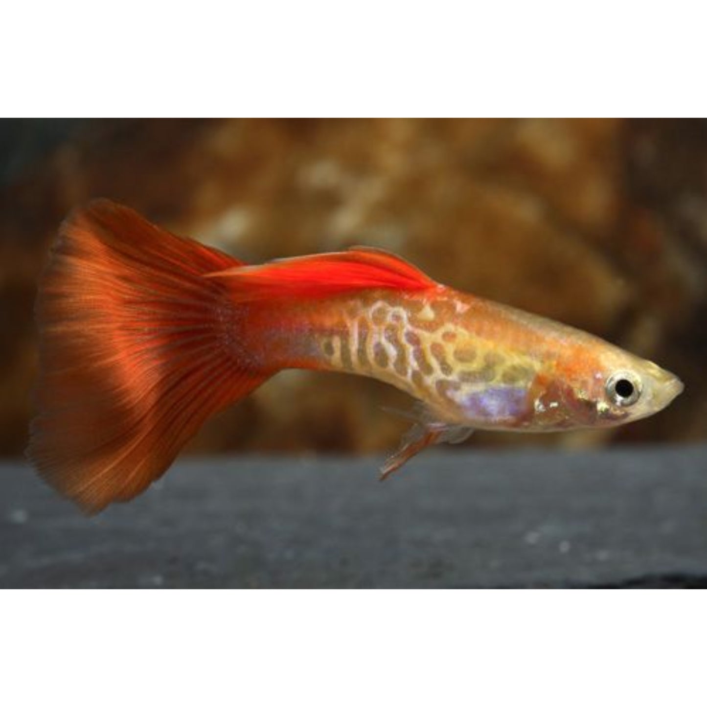 Poecilia reticulata (Guppy) maschio “Snakeskin Red blond”