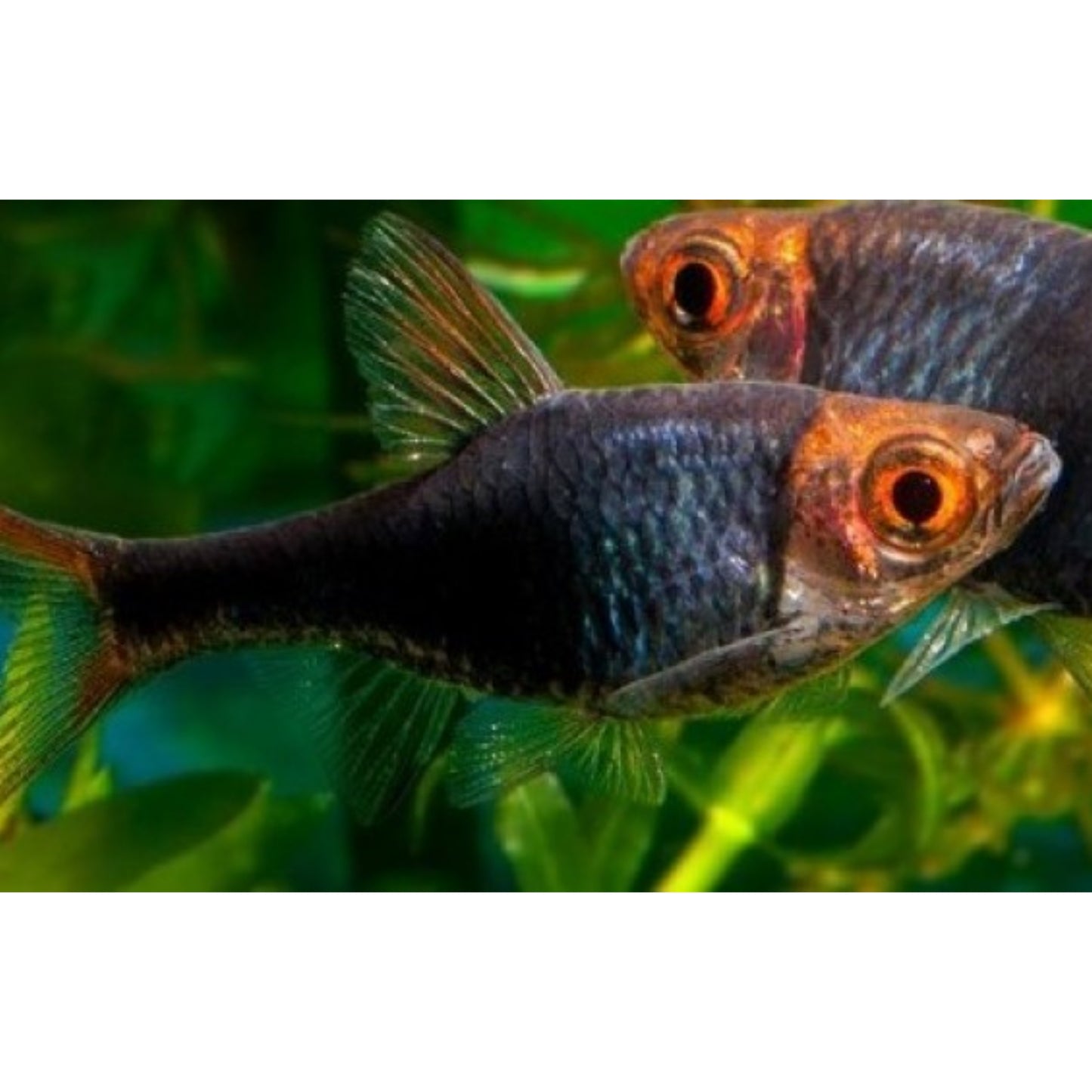 Rasbora heteromorpha black