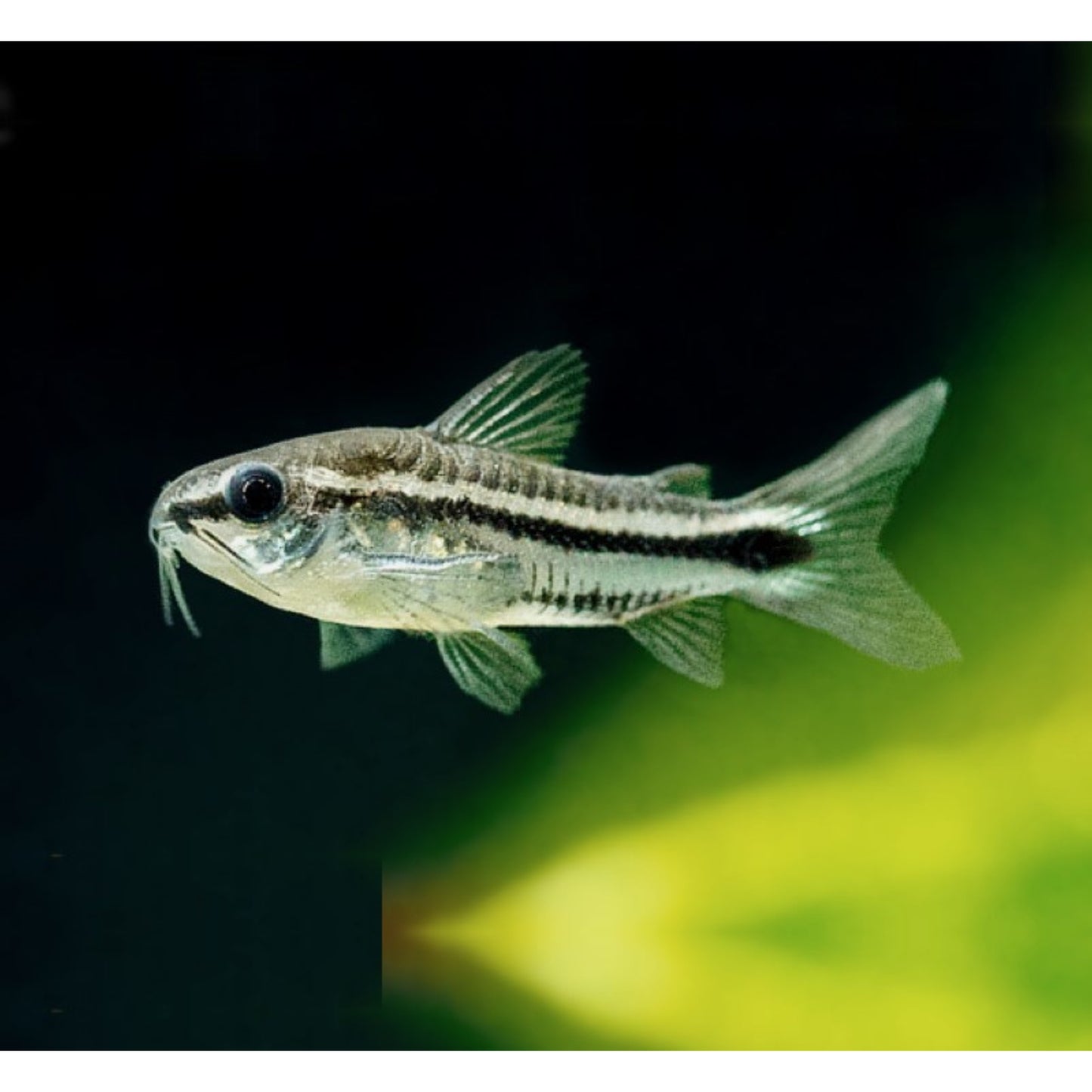 Corydoras pygmaeus