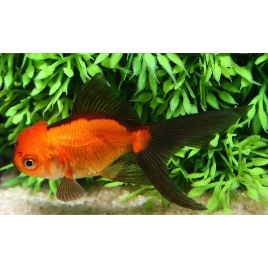 Carassius auratus “oranda Red Black”