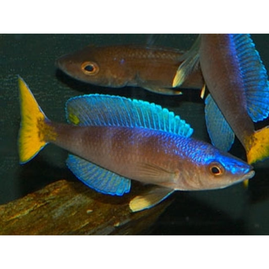 Cyprichromis Leptosoma Mpulungu