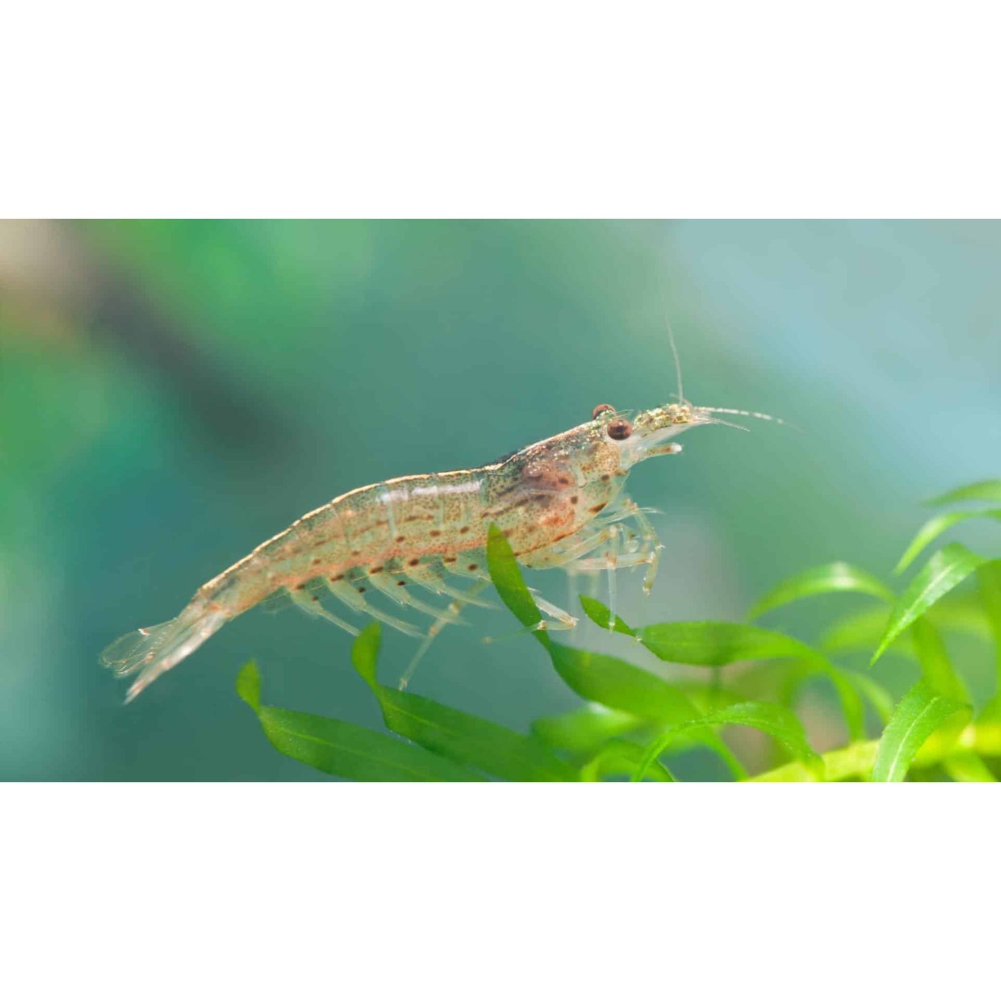 Caridina japonica “Amano shrimp”