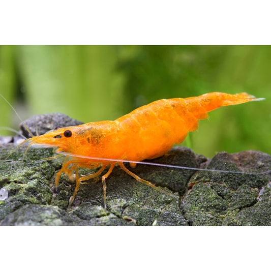 Caridina Orange shrimp