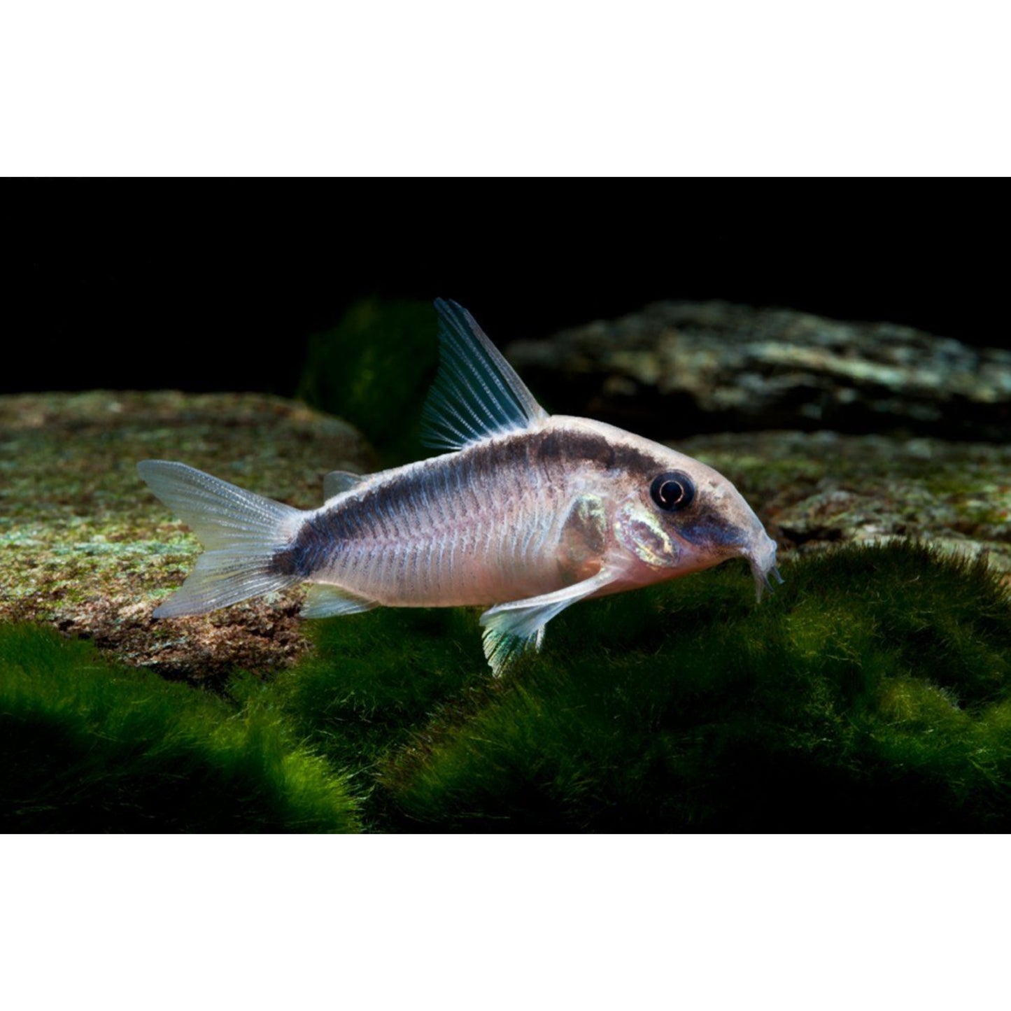 Corydoras arcuatus