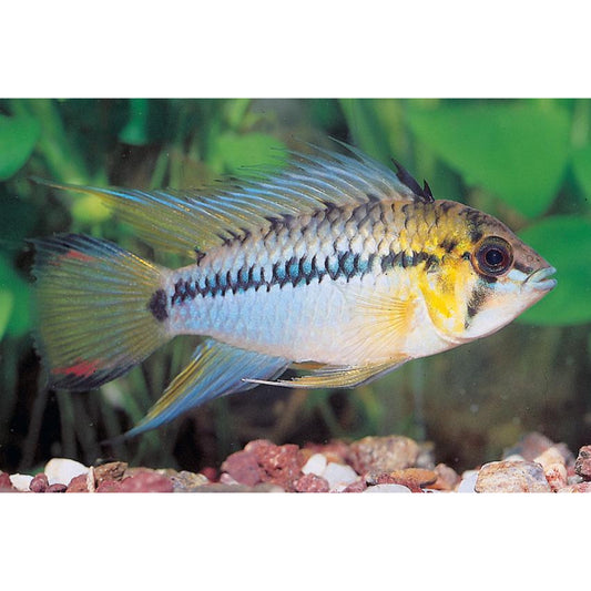 Apistogramma Hoignei