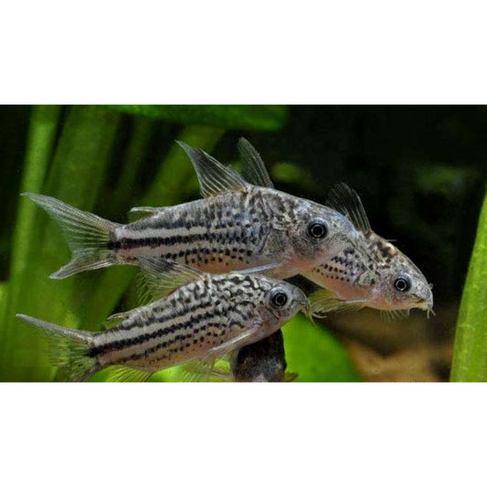 Corydoras nannus