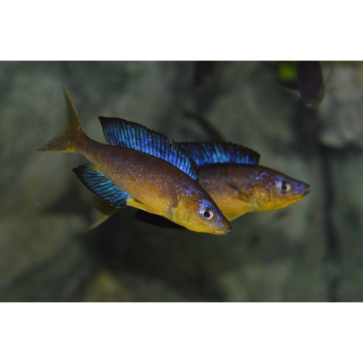 Cyprichromis microlepidotus karilani