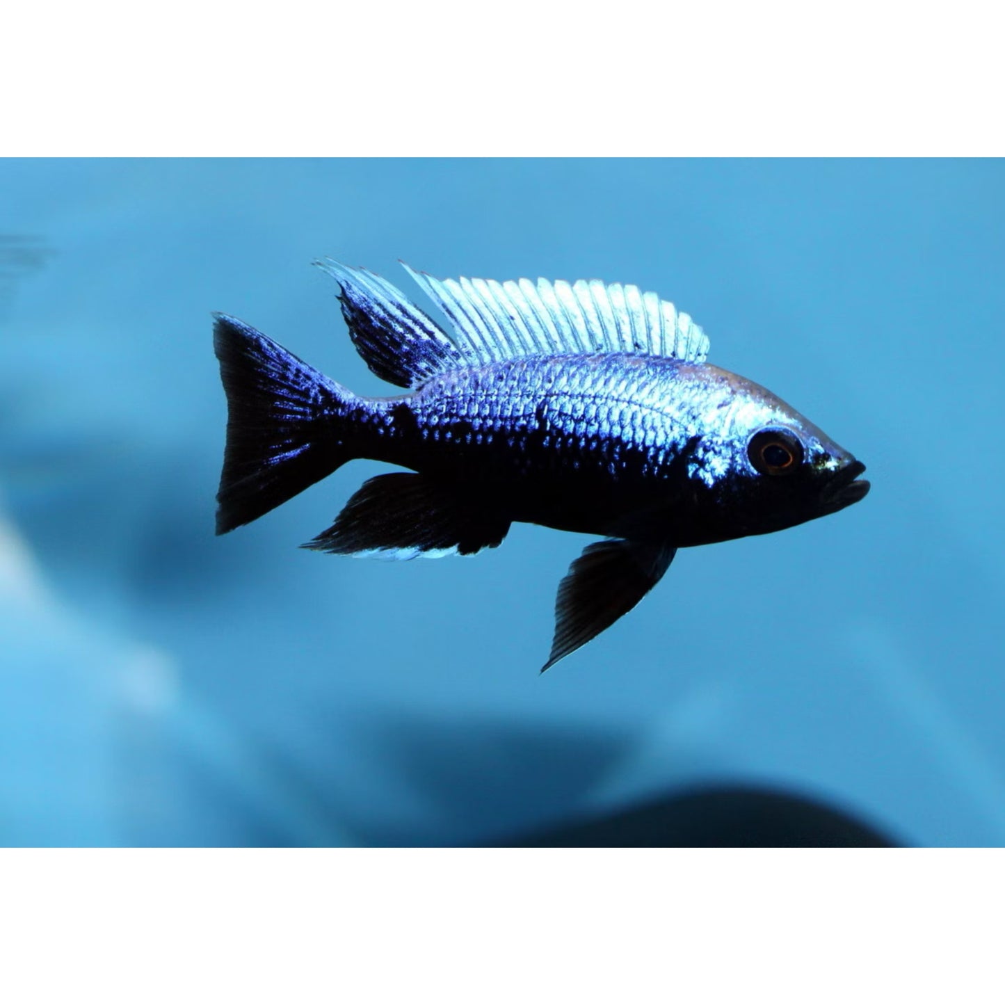 Copadichromis trewavasae Lupingu