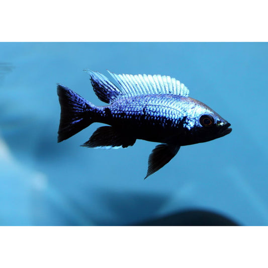 Copadichromis trewavasae Lupingu
