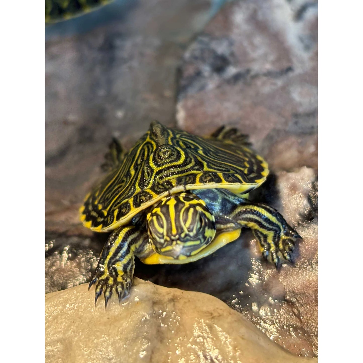 Pseudemys floridana peninsularis