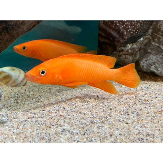 Lamprologus Leleupi Orange