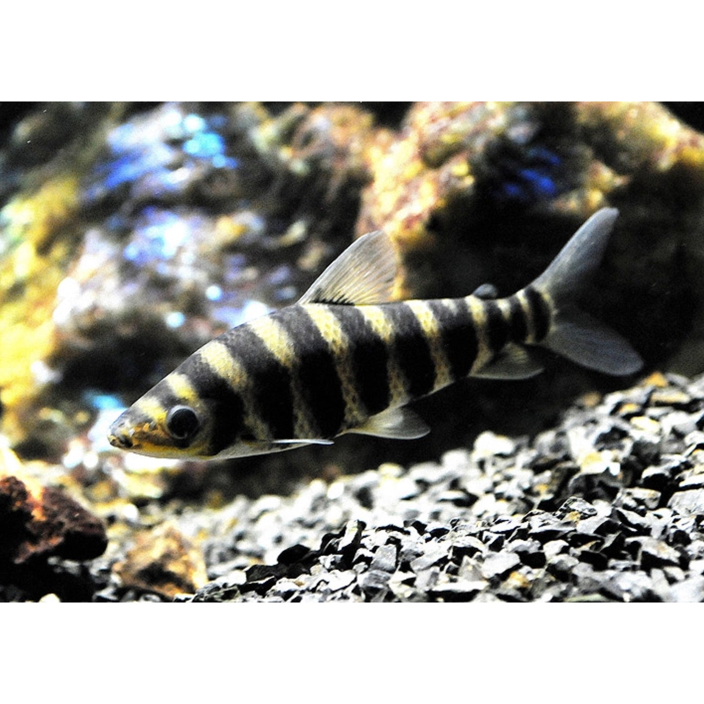 Leporinus Affinis