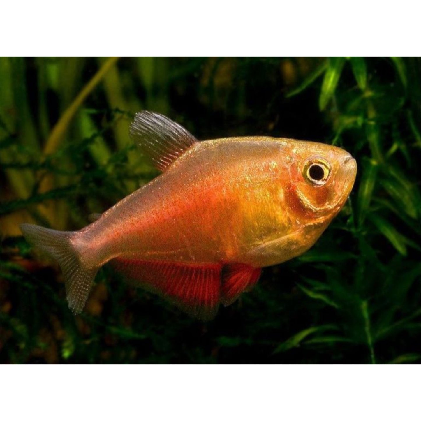 Hyphessobrycon Flammeus Orange