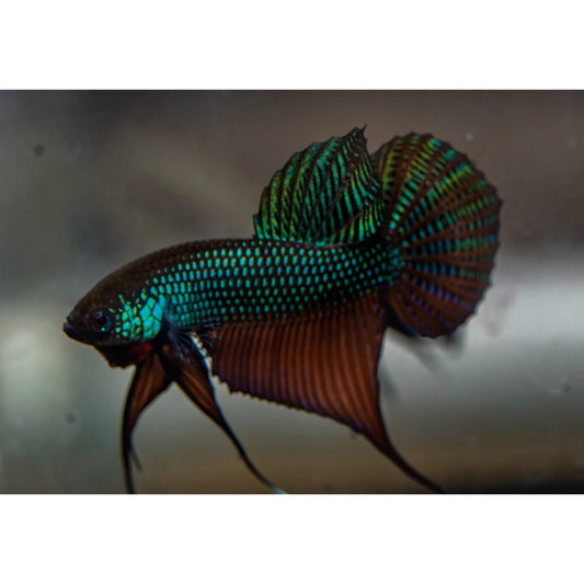 Betta splendens Wild smaragdina guitar