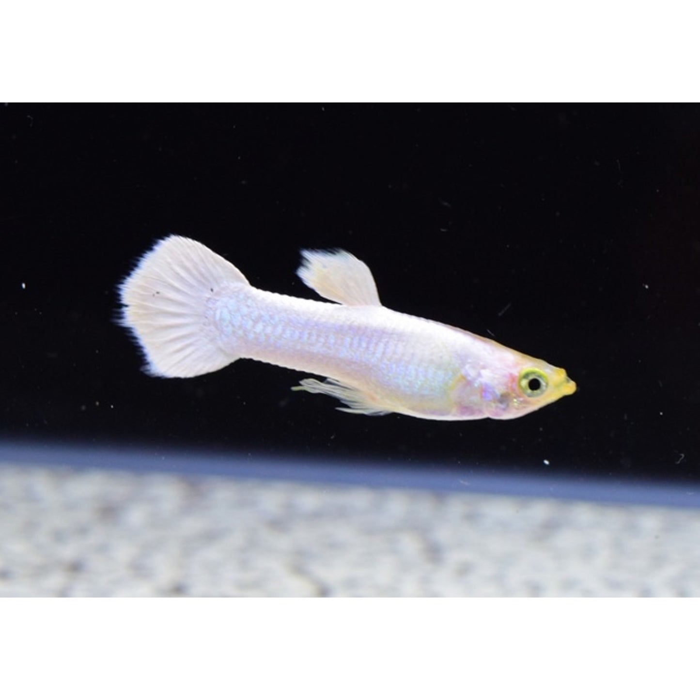 Poecilia reticulata (Guppy) maschio “snow white”