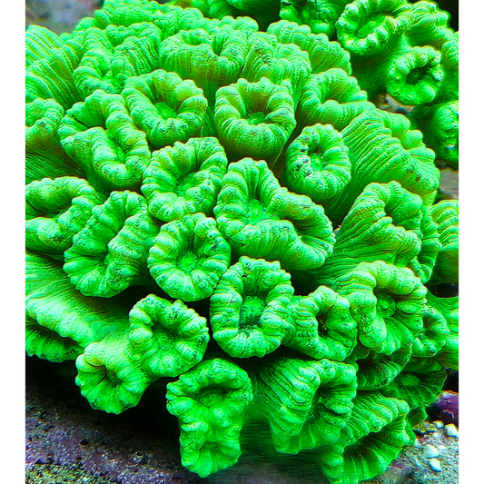 Calaustrea furcata green