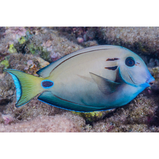 Acanthurus tennenti