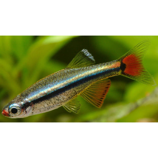 Tanichthys albonubes