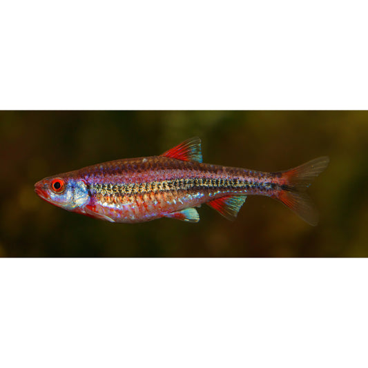 Notropis chrosomus