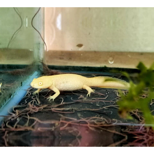 Pleurodeles sp. Gold (raro)