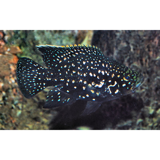 Paratilapia Polleni