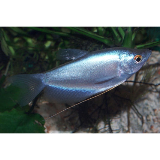 Trichogaster microlepis