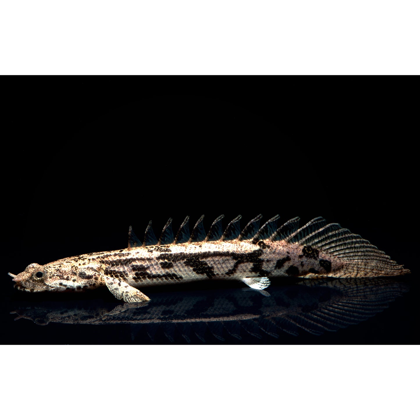 Polypterus endlicheri