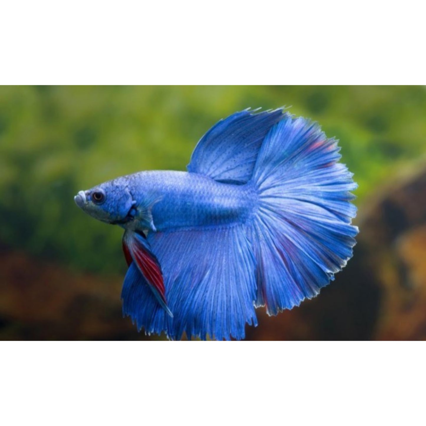 Betta splendens superdelta mix