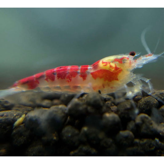 Caridina sp. Calcio Red