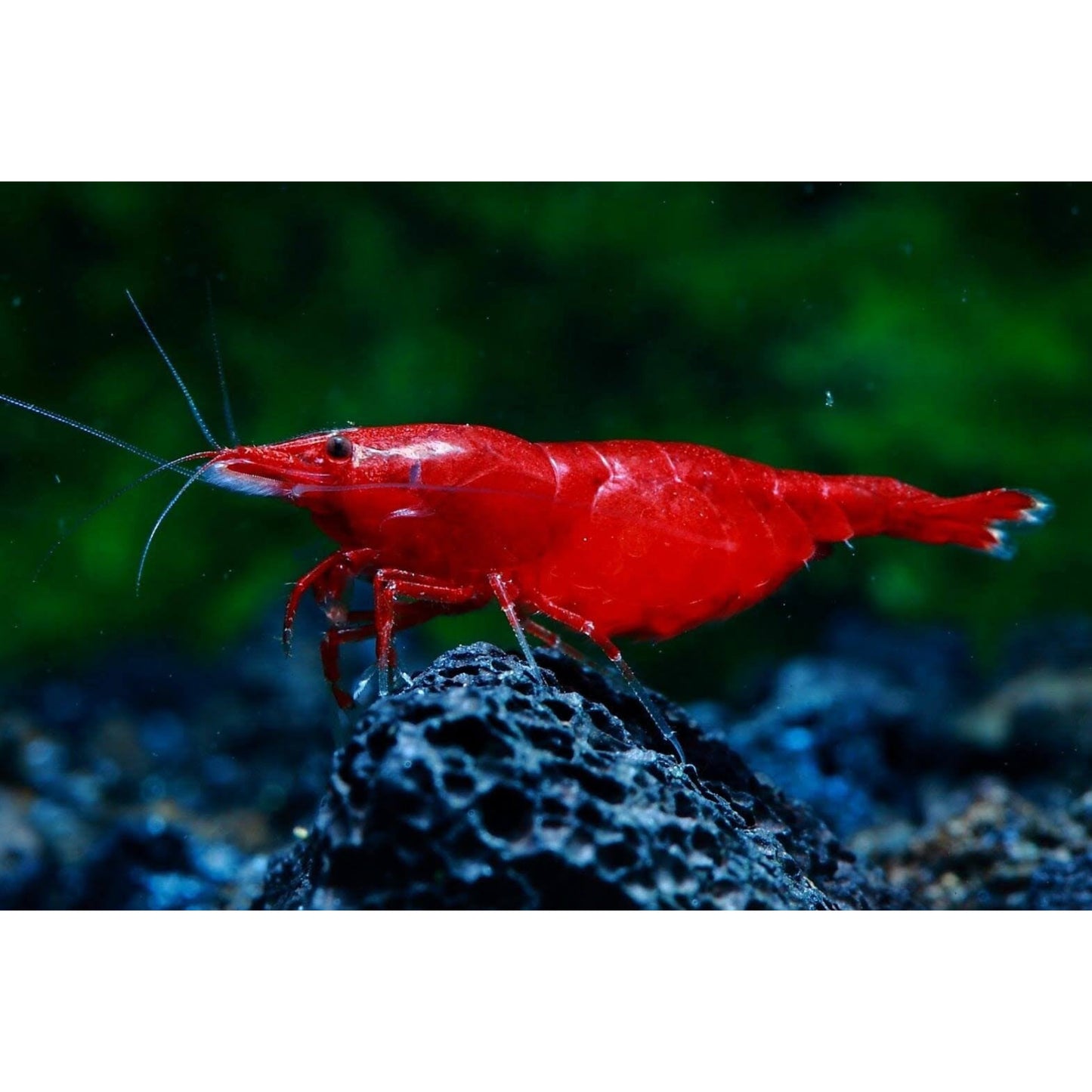 Neocaridina Davidi var. Bloody Mary