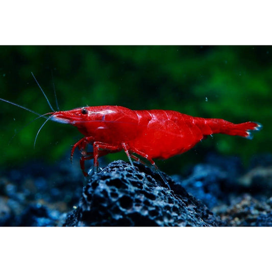 Neocaridina Davidi var. Bloody Mary