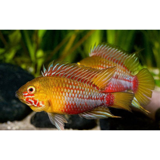 Apistogramma Hongsloi Super Red - Ciclade dell'amazzonia su Animal Instinct