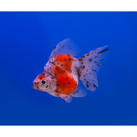 Carassius auratus ryukin short tail mix