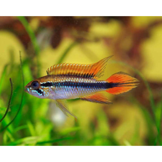 Apistogramma agassizi dorsal red