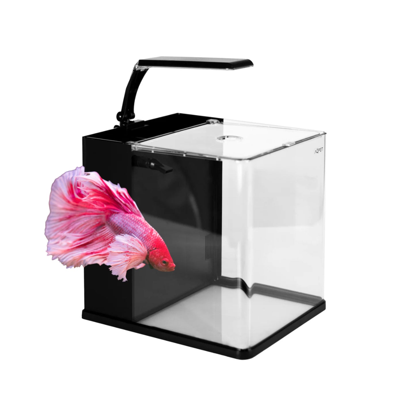 Starter Kit per Betta