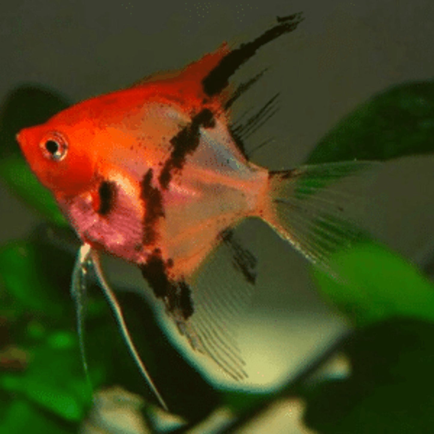 Pterophyllum Scalare Red Devil