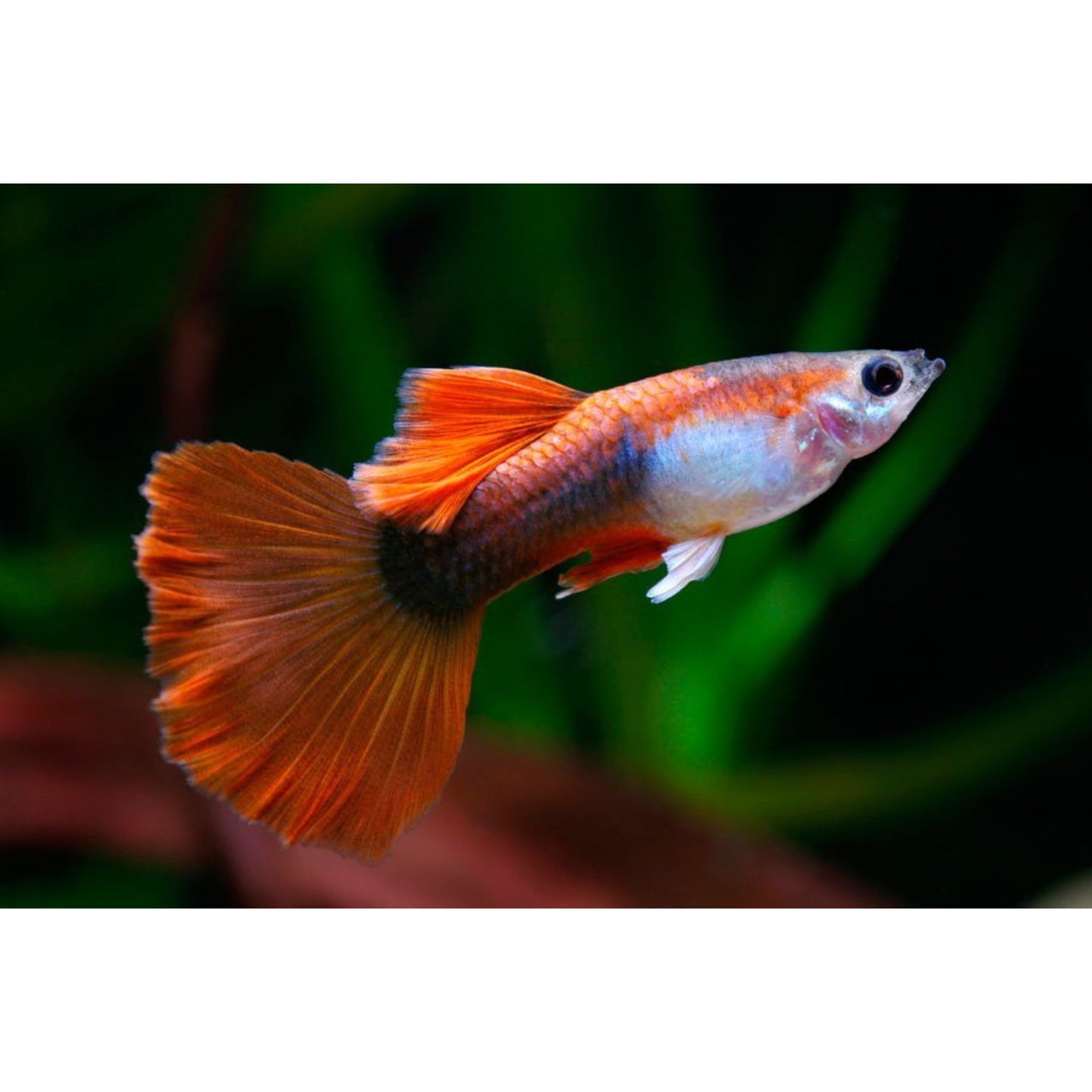 Poecilia reticulata (Guppy) maschio “tuxedo Red”