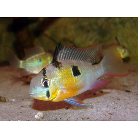 Mikrogeophagus altispinosa